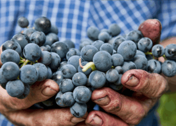 Villamagna fa il pieno di premi a 5StarWines per Vinitaly 2026