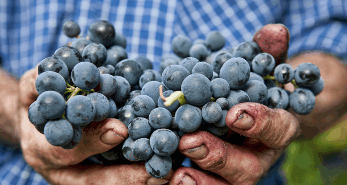 Grappolo di Montepulciano d'Abruzzo