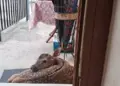 Un cerbiatto si ripara dalla pioggia sullo zerbino di una casa, il video è virale