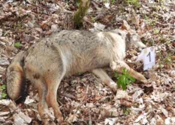 Blitz segreto sugli avvelenamenti nel Parco: scoperto il veleno killer dei lupi, scatta la caccia ai responsabili