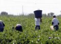 Lavoro nero e caporalato, Marinelli e Pecorale: “Servono controlli, prevenzione e un tavolo regionale”