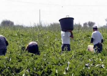 Lavoro nero e caporalato, Marinelli e Pecorale: “Servono controlli, prevenzione e un tavolo regionale”