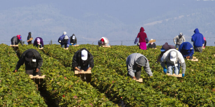 Migrant Farm Workers in Strawberry fields