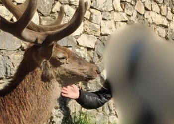 Accarezzare un cervo, il Parco lancia l’allarme: “non sono animali domestici”