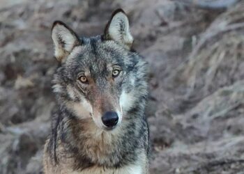 Gita in mountain bike sui Monti Simbruini: i lupi sbucano dal bosco e inseguono i ciclisti
