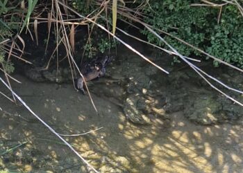 Fosso Vallelunga, mistero sulla moria di anatre tra Pescara e Francavilla