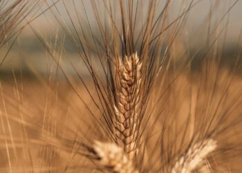 Grano da fame, l’affondo di Confagricoltura: “La CUN è un inganno, agricoltori presi in giro”
