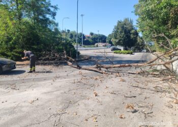 Viabilità Lanciano,  scatta la chiusura al transito sulla strada Spirito Santo  per albero caduto