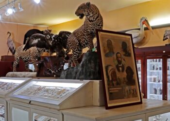 Al Museo della “d’Annunzio” la straordinaria collezione di esemplari tassidermizzati dei Carabinieri del CITES  