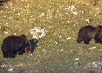 L’orsa Gabbietta, figlia di Amarena, è diventata mamma: nel Parco Sirente Velino nasce una nuova speranza