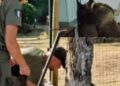 Orso nell’androne di una casa a Lecce nei Marsi, installata una recinzione di sicurezza