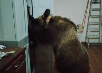 Allarme orso confidente, Lecce nei Marsi corre ai ripari: convocato un vertice tecnico per fermare le incursioni in paese