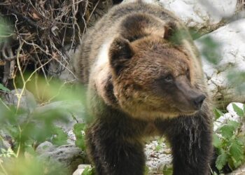 Tutela dell’orso, scatta la stretta sui sentieri del Parco: da domani accessi limitati a C5 e B4