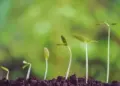 Una seconda possibilità per la natura con “Bombe di Silva, esplosione di Vita verde”