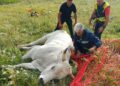 Toro ferito salvato sul Monte Morrone: intervento congiunto in alta quota