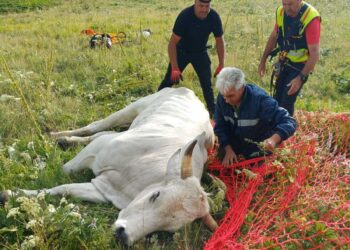 Toro ferito salvato sul Monte Morrone: intervento congiunto in alta quota