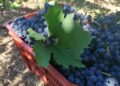 Vino, Coldiretti Abruzzo presenta il documento alla Regione: “La vendemmia è alle porte, scelte coraggiose”