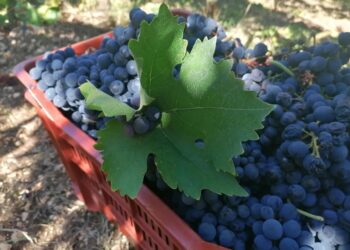 Vino, Coldiretti Abruzzo presenta il documento alla Regione: “La vendemmia è alle porte, scelte coraggiose”