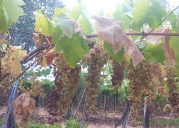 Coldiretti, uve in calo in provincia di Chieti: senza acqua il futuro è a rischio