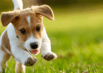 Come comportarsi se si incontra un cane ferito o in difficoltà: il vademecum