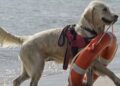 Lions Vasto e San Salvo, due giornate dedicate a primo soccorso e sicurezza in mare
