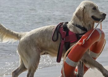Lions Vasto e San Salvo, due giornate dedicate a primo soccorso e sicurezza in mare
