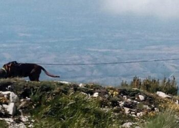 Scomparsa da una settimana, ricerche senza sosta per una 64enne: in campo anche i cani molecolari
