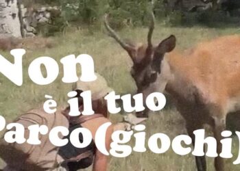 “Non è il tuo parco giochi”, il Parco nazionale interviene sui turisti che avvicinano gli animali