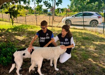 Abbandona una cucciolata a Rosciano: denunciato un agricoltore dal Nucleo CITES