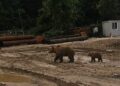 Orsa con cuccioli a Cappadocia, il sindaco De Angelis: “massima prudenza”. Scatta l’ordinanza