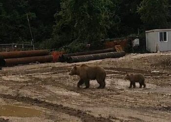 Orsa con cuccioli a Cappadocia, il sindaco De Angelis: “massima prudenza”. Scatta l’ordinanza