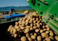 Dal Fucino un segnale forte al mercato: 45 centesimi al chilo per la patata IGP