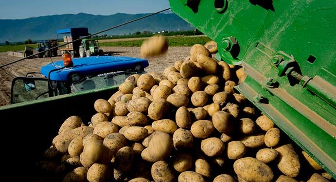 Dal Fucino un segnale forte al mercato: 45 centesimi al chilo per la patata IGP
