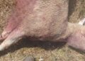 “Una ferita per tutta Capistrello”: il Comune al fianco di Casale Tascone dopo la strage di pecore