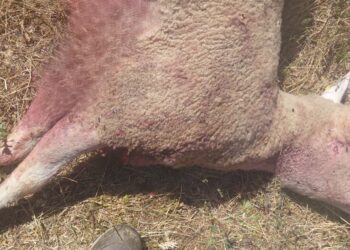 “Una ferita per tutta Capistrello”: il Comune al fianco di Casale Tascone dopo la strage di pecore