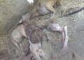 Branco di lupi fa strage di pecore a Capistrello: decine gli animali uccisi
