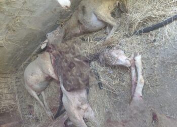 Branco di lupi fa strage di pecore a Capistrello: decine gli animali uccisi