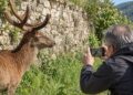 Villetta Barrea, fotografa un cervo e viene incornato: 57enne in codice rosso