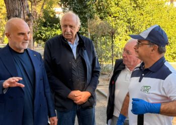 Cocciniglia, parte la seconda fase di trattamento dei pini domestici a Pescara