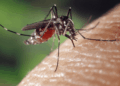 West Nile, rilevato il virus delle zanzare in un volatile: paura nella Marsica