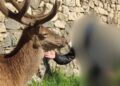 Fotografano cervi e gli animali li attaccano, il Parco: “quando la distanza è dal buon senso”