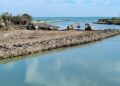 Foce del Saline, passo indietro sui lavori: richiesto d’urgenza il recupero del canneto distrutto