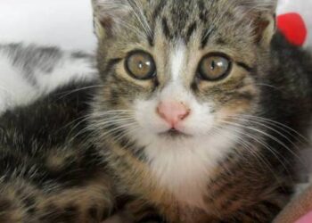 Gattino maltrattato a Capistrello: le indagini ridimensionano il caso
