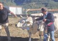 Nel solco dei padri, la strada del futuro: Gioia dei Marsi ritrova nella terra la forza della sua comunità (foto)