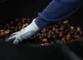 A Canistro si vive il fascino dell’autunno tra castagne Roscette, antichi sapori e tradizioni