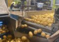Patate del Fucino, investimento da 12 milioni per ampliare lo stoccaggio a Borgo Incile: ecco il progetto dell’Ampp