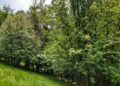 Filiera boschiva tra Marche e Abruzzo: 800mila euro per il progetto