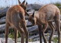 Cani randagi invadono l’area faunistica a Rovere: tre camosci uccisi dall’attacco del branco