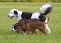 Pipì dei cani da lavare con le bottigliette, gli animalisti dicono no e portano Pratola Peligna al Tar