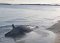 Shock a Pescara, trovato un delfino morto in spiaggia